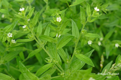 Herbe aux perles - Common gromwell - Lithospermum officinale 2 m17 