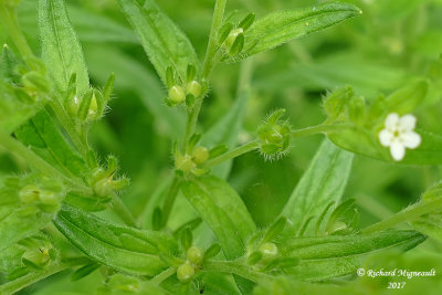 Herbe aux perles - Common gromwell - Lithospermum officinale 4 m17 