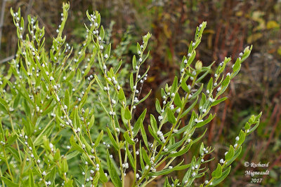 Herbe aux perles - Common gromwell - Lithospermum officinale 7 m17