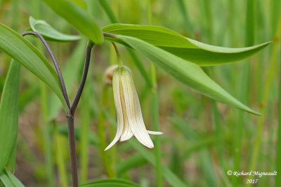 Uvulaire  feuilles sessiles - Little merrybells - Uvularia sessilifolia 3 m17 