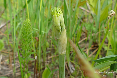 Raisin de couleuvre - Carrion flower - Smilax herbacea 1 m17