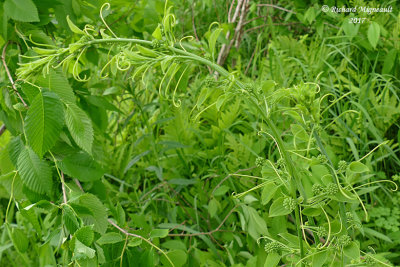 Raisin de couleuvre - Carrion flower - Smilax herbacea 6 m17 