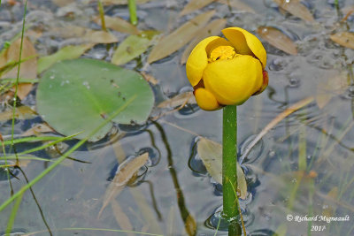 Petit nnuphar jaune - Small pond-lily - Nuphar microphylla 2 m17 