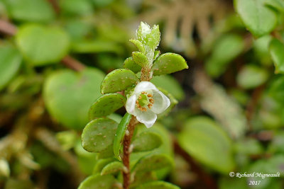 Petit th - Snowberry - Gaultheria hispidula 3 m17