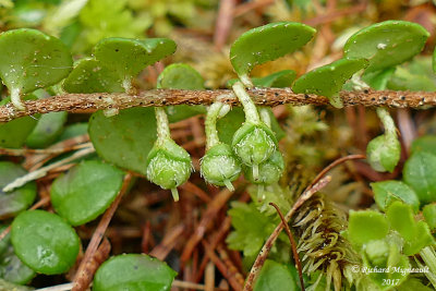 Petit th - Snowberry - Gaultheria hispidula 4 m17