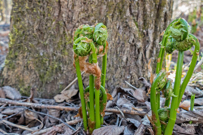 Fougre--lautruche - Ostrich fern - Matteuccia struthiopteris 2 m17 