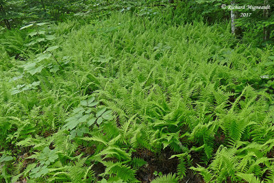 Thélyptère de New York - New York fern - Thelypteris noveboracensis 1 m17
