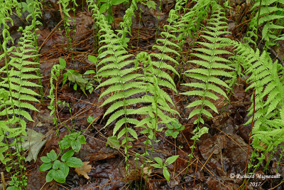 Thlyptre de New York - New York fern - Thelypteris noveboracensis 2 m17 