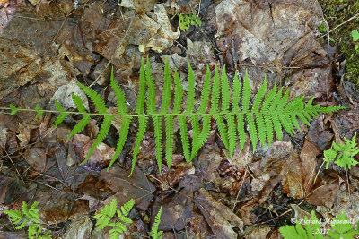Thlyptre de New York - New York fern - Thelypteris noveboracensis 3 m17 