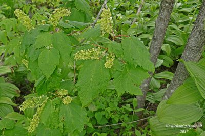 rable  pis - Mountain maple - Aacer spicatum 1 m17 