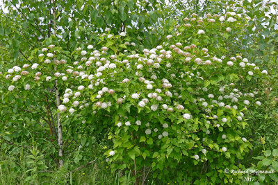 Physocarpe  feuilles dobier - Common Ninebark - Physocarpus opulifolius 1 m17 