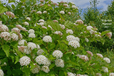 Physocarpe à feuilles dobier - Common Ninebark - Physocarpus opulifolius 2 m17