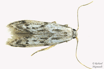 1881.1 - Carpatolechia proximella 1 m17 