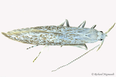 1260  Speckled Casebearer Moth  Coleophora elaeagnisella 1 m17 