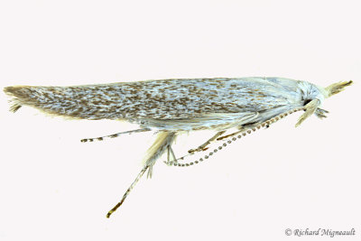 1260  Speckled Casebearer Moth  Coleophora elaeagnisella 2 m17