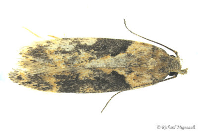 2093 - Black-smudged Chionodes Moth - Chionodes mediofuscella m17 
