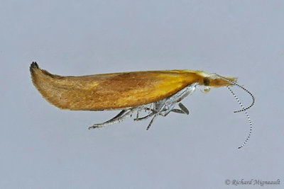 2371  Canary Ypsolopha Moth  Ypsolopha canariella 1 m17 