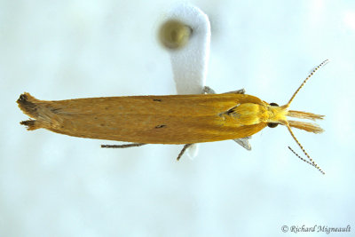 2371  Canary Ypsolopha Moth  Ypsolopha canariella 2 m17 