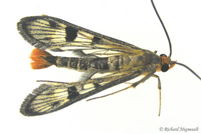 2554 - Maple Clearwing Moth - Synanthedon acerni m17 