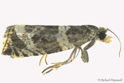 2770 - Dusky Leafroller Moth - Orthotaenia undulana m17 