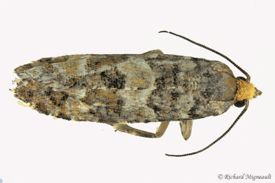 3074 - White Pinecone Borer Moth - Eucopina tocullionana 1 m17