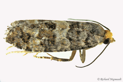 3074 - White Pinecone Borer Moth - Eucopina tocullionana 2 m17 