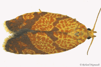 3621 - Four-lined Leafroller Moth - Argyrotaenia quadrifasciana m17 