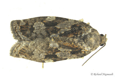3638 - Spruce Budworm Moth - Choristoneura fumiferana 1 m17
