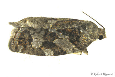 3638 - Spruce Budworm Moth - Choristoneura fumiferana 2 m17 