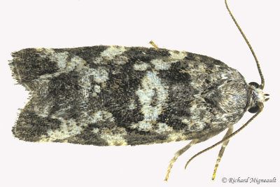 3667 - Spring Spruce Needle Moth - Archips packardiana 1 m17