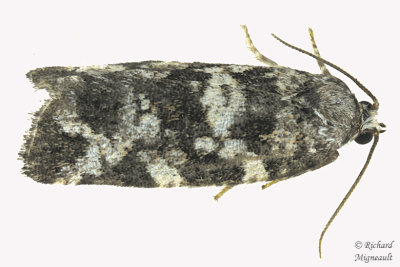 3667 - Spring Spruce Needle Moth - Archips packardiana 2 m17