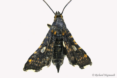 6076 - Spotted Thyris Moth - Thyris maculata m17