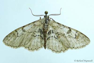 6588 - Bent-line Gray Moth - Iridopsis larvaria m17 