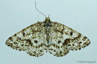 6638  Powder Moth  Eufidonia notataria m17 