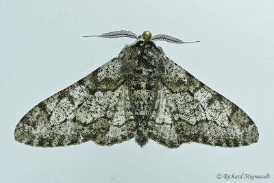 6640 - Pepper  Salt Geometer - Biston betularia m17 