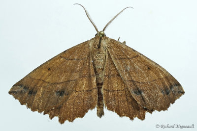 6729  Johnsons Euchlaena Moth  Euchlaena johnsonaria 15 1 m17