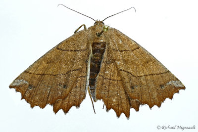 6729  Johnsons Euchlaena Moth  Euchlaena johnsonaria 16 1 m17 