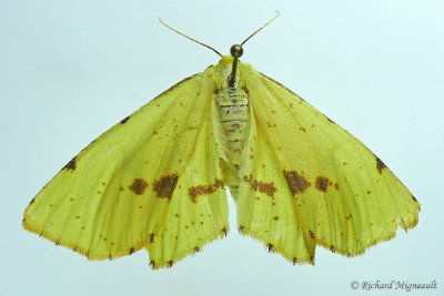 6743  Crocus Geometer Moth  Xanthotype sospeta m17 
