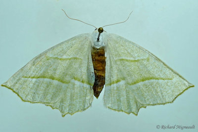 6796 - Pale Beauty Moth - Campaea perlata m17 