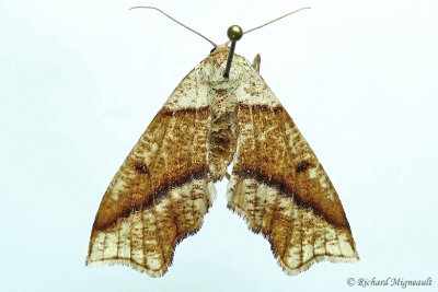 6844 - Hollow-spotted Plagodis - Plagodis alcoolaria m17 