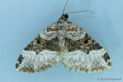 7394 - Epirrhoe alternata - White-banded Toothed Carpet Moth m17