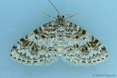 7419 - Light Carpet Moth - Hydrelia lucata m17