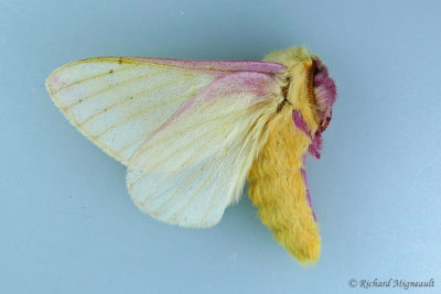 7715 - Rosy Maple Moth - Dryocampa rubicunda m17 