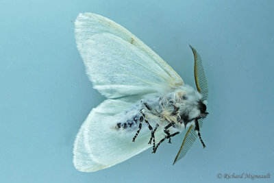 8140 - Hyphantria cunea  - Fall Webworm Moth 1 m17 