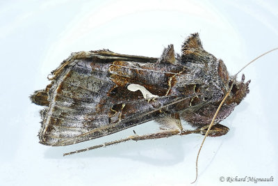 8908 - Common Looper Moth - Autographa precationis m17 