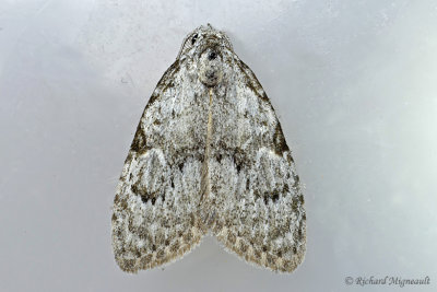 8983 - Confused Meganola Moth - Meganola minuscula m17 