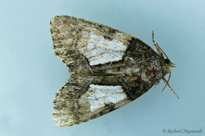 9556 - Cloaked Marvel Moth - Chytonix palliatricula m17 