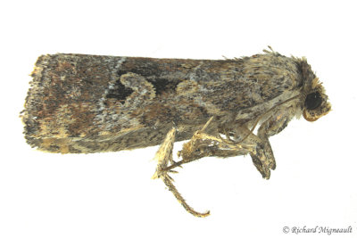 9681.1 - Pale-winged Midget Moth - Elaphria alapallida m17 