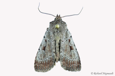 10967  Southern Variable Dart Moth  Xestia elimata 1 m17 