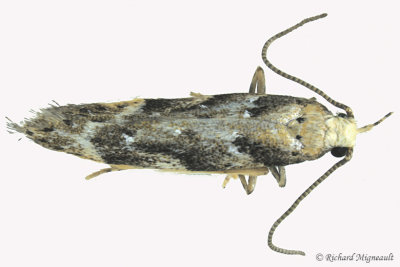 1826 - Coleotechnites piceaella - Orange Spruce Needleminer Moth m17 1